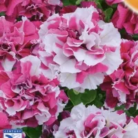 Купить Петуния махровая Букле F1