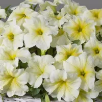 Купить Петуния ампельная Минибелло лайм F1