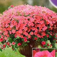 Купить Петуния ампельная Минибелло розовая F1