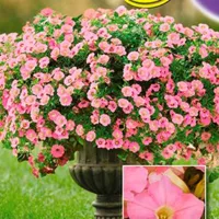 Купить Петуния ампельная Минибелло сакура F1