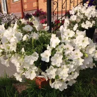Купить Петуния Опера белая