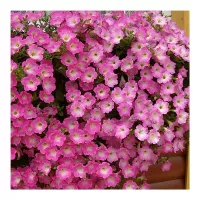 Купить Петуния Опера розовая ампельная