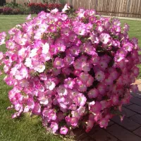 Купить Петуния Опера розовая ампельная