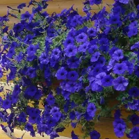 Купить Петуния Опера синяя ампельная