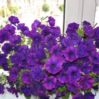 Купить Петуния Опера синяя ампельная