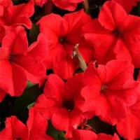 Купить Петуния СуперКаскадная красная F1