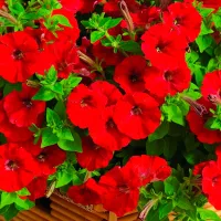 Купить Петуния СуперКаскадная красная