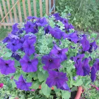 Купить Петуния СуперКаскадная синяя F1