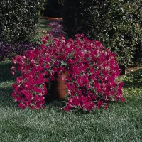 Купить Петуния Тайдал Черри (Стелющаяся Черри)