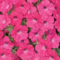 Купить Петуния Прилив розовый (Тайдал Пинк)