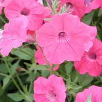Купить Петуния Прилив розовый (Тайдал Пинк)