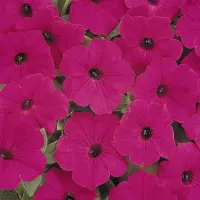 Купить Петуния Прилив пурпурный F1 (Тайдал Вейв Парпл)