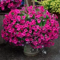 Купить Петуния Прилив пурпурный F1 (Тайдал Вейв Парпл)