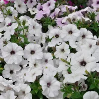 Купить Петуния Прилив Серебряный (Тайдал Вейв Сильвер)