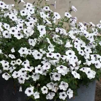 Купить Петуния Прилив Серебряный (Тайдал Вейв Сильвер)