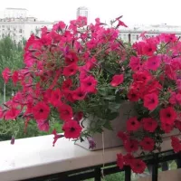 Купить Петуния Тайфун F1 Черри гигантская каскадная