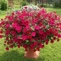 Купить Петуния Тайфун F1 Ред Велюр гигантская каскадная