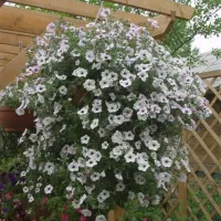 Купить Петуния Тайфун F1 Сильвер гигантская каскадная