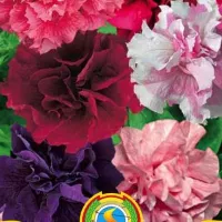 Купить Петуния Триумф махровая