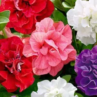 Купить Петуния Триумф махровая