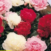 Купить Пион микс