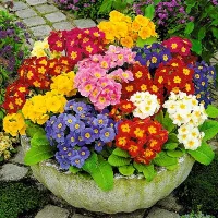 Купить Примула Колоссеа смесь