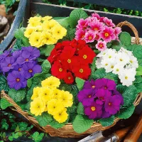 Купить Примула Потсдамские гиганты многолетняя