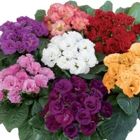 Купить Примула махровая Розанна