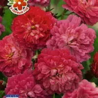 Купить Роза Китайская Энджел Вингс