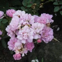 Купить Роза китайская Крылья Ангела.