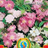 Купить Роза китайская Крылья Ангела.