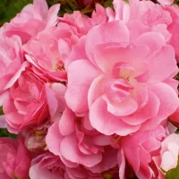 Купить Роза полиантовая Ангельская роза