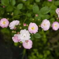 Купить Роза Садовый аромат многоцветковая