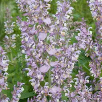 купить Шалфей Вознесенский декоративный