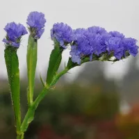 Купить Статица Суприм голубая