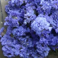 Купить Статица Суприм голубая