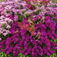 Купить Статица Суприм карминная