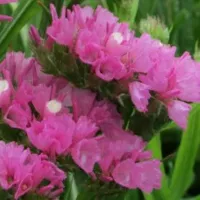 Купить Статица Суприм карминная