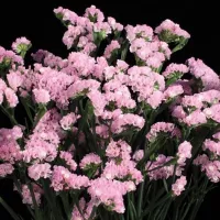 Купить Статица Суприм розовая