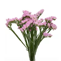 Купить Статица Суприм розовая