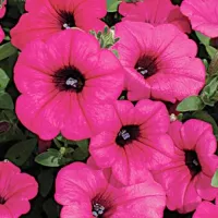 Купить Петуния (тип Сурфиния) Парпл Вельвет F1