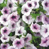 Купить Петуния Роуз Вейн (минитуния) F1