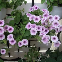 Купить Петуния Роуз Вейн (минитуния) F1