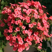 Купить Сурфиния Салмон Шейдз Вельвет