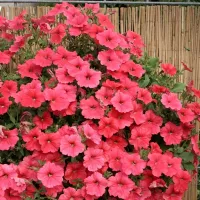 Купить Петуния (тип Сурфиния)  Салмон Шейдз Вельвет F1