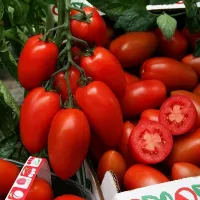 Купить семена Томат Сэр Элиан