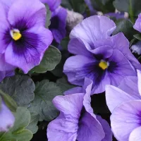 Купить Виола ампельная Водопад лиловый F1 (Виттрока, Анютины глазки)