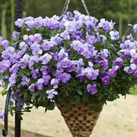 Купить Виола ампельная Водопад лиловый F1 (Виттрока, Анютины глазки)