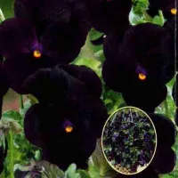 Купить Виола Ампельная Водопад черный F1 (Виттрока, Анютины глазки)