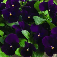 Купить Виола Ампельная Водопад черный F1 (Виттрока, Анютины глазки)